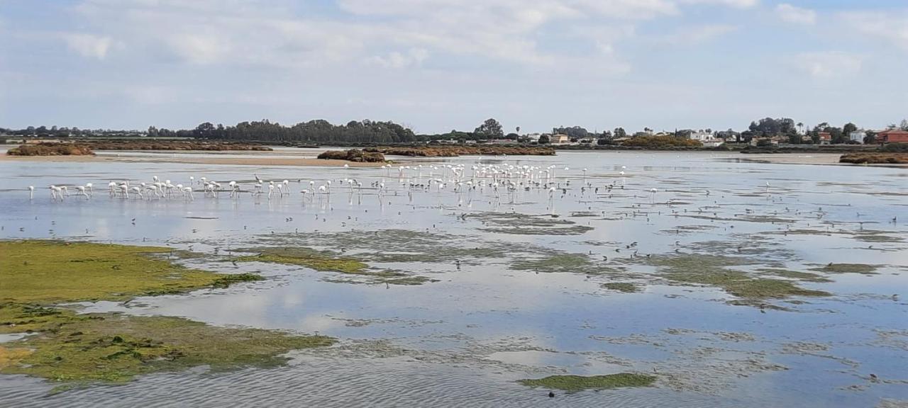 Villa Sancti Petri Chiclana de la Frontera Dış mekan fotoğraf